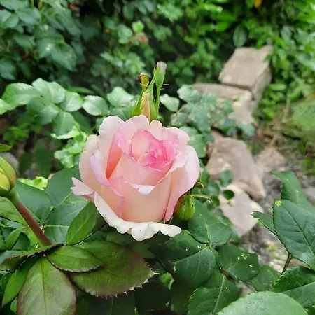 Apartment Steinhaus / Kamenny Dum *